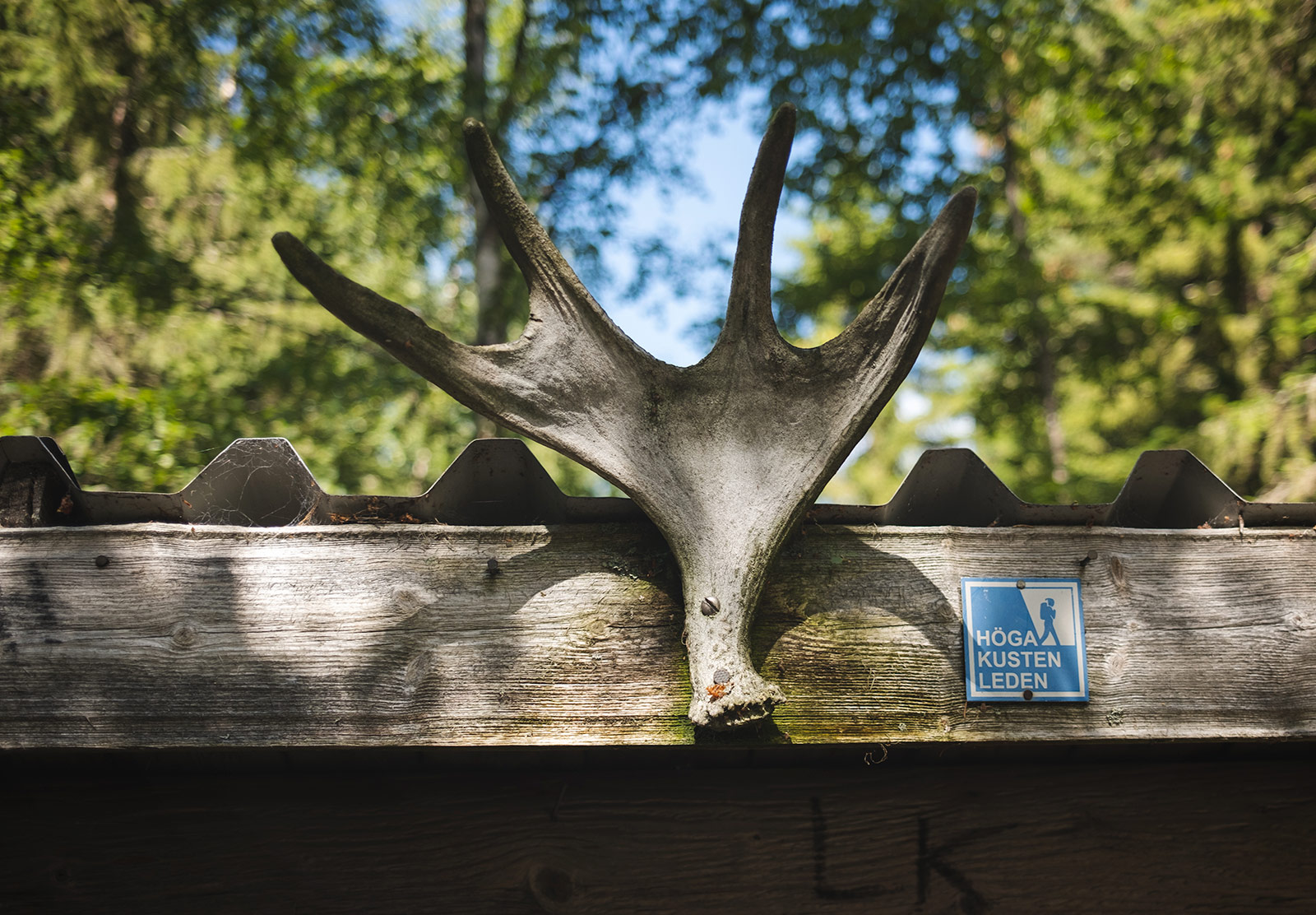 Antlers nailed to roof