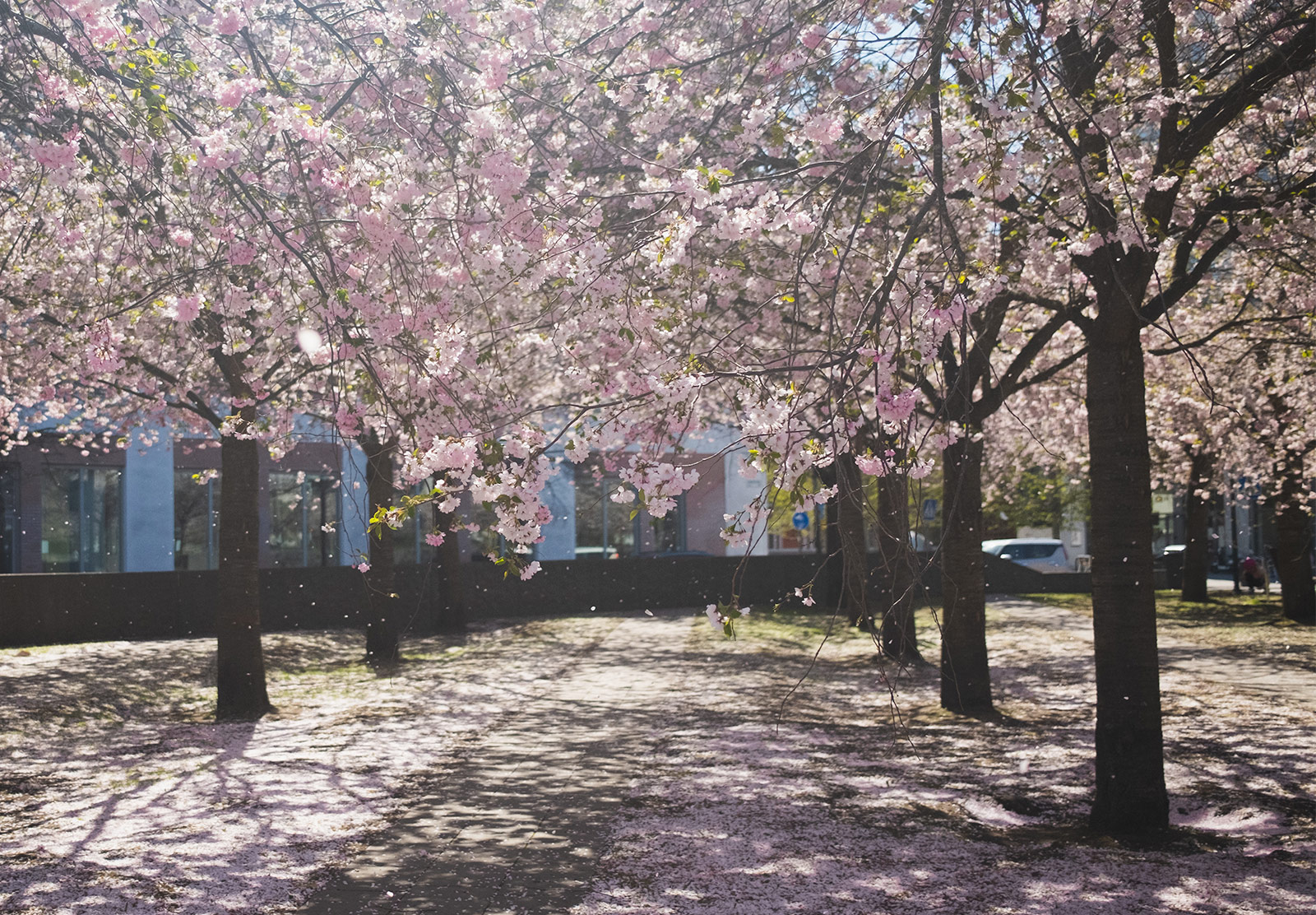 Cherry blossom petals in the air
