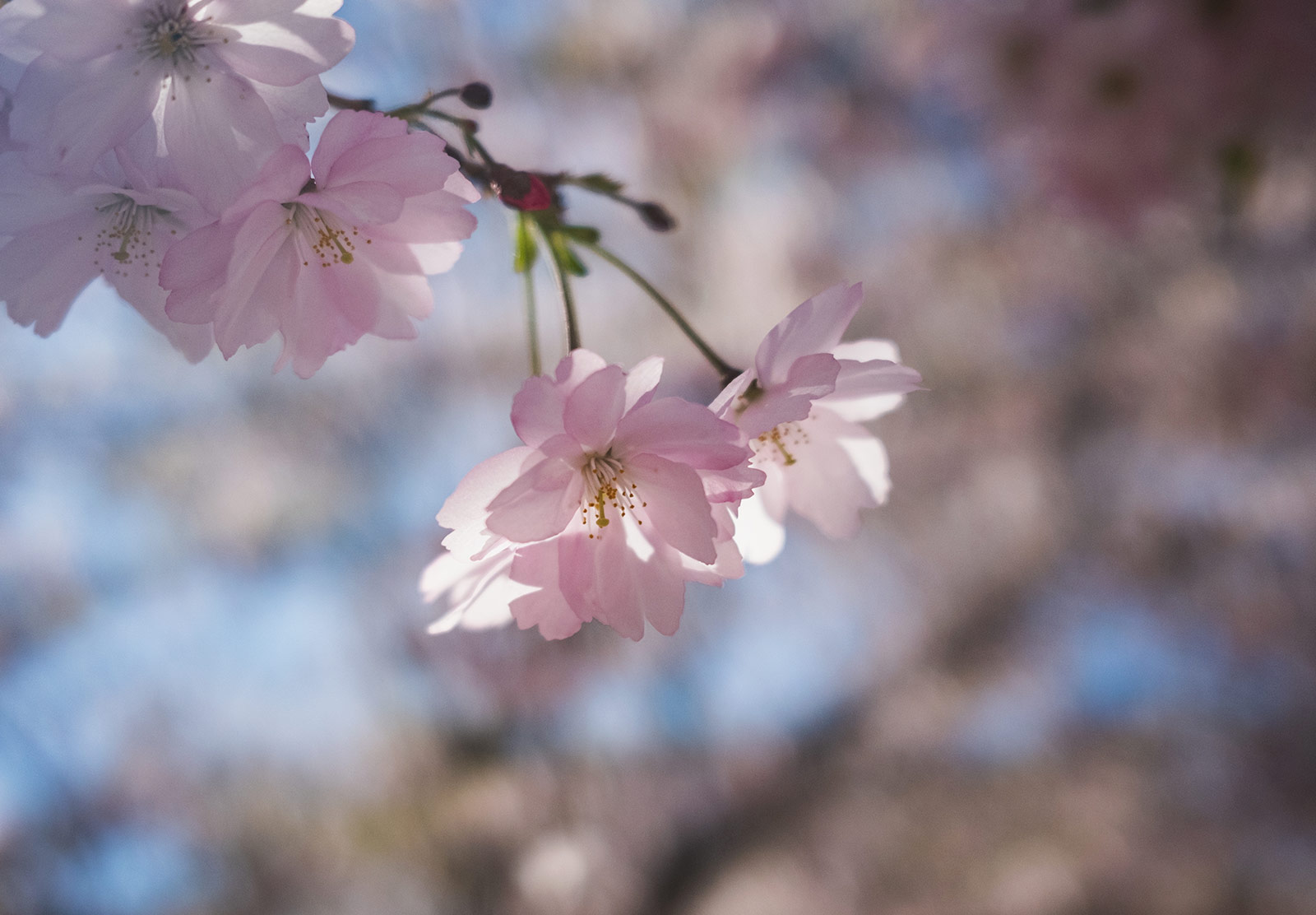 Closeup of cherry blossom flowers