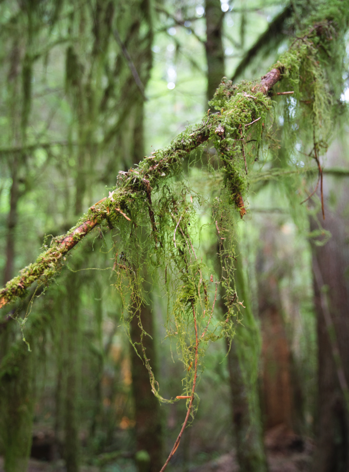 Moss hanging from tree branch