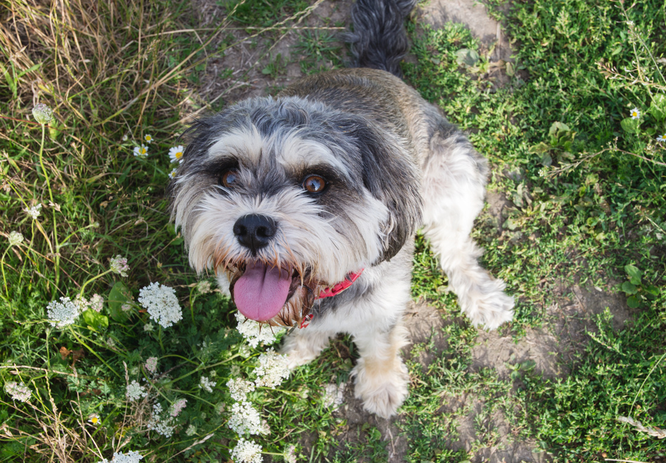 Dog with tongue out