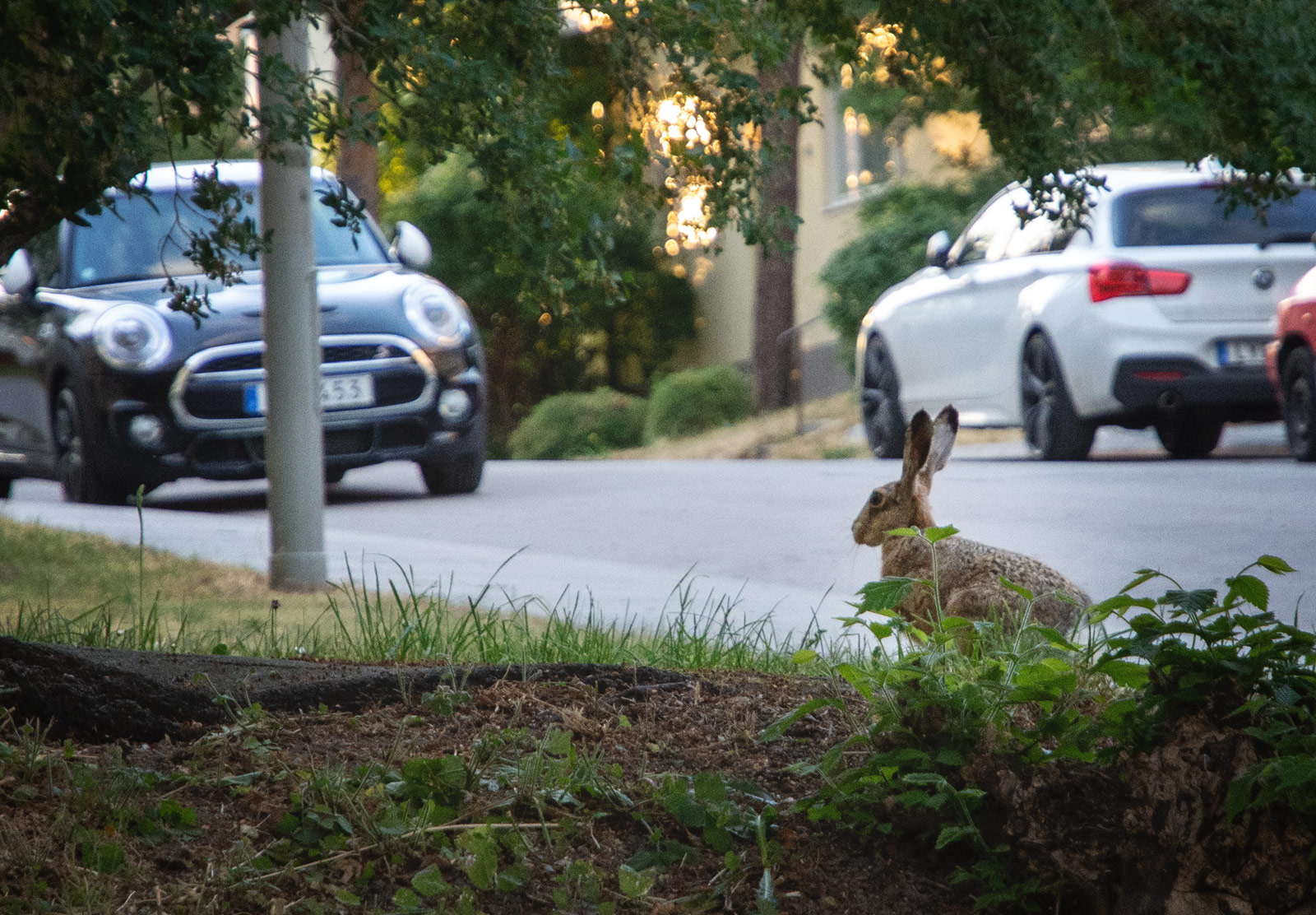 Hare in bush