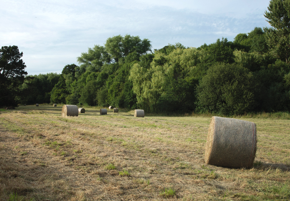 Hay bales in field