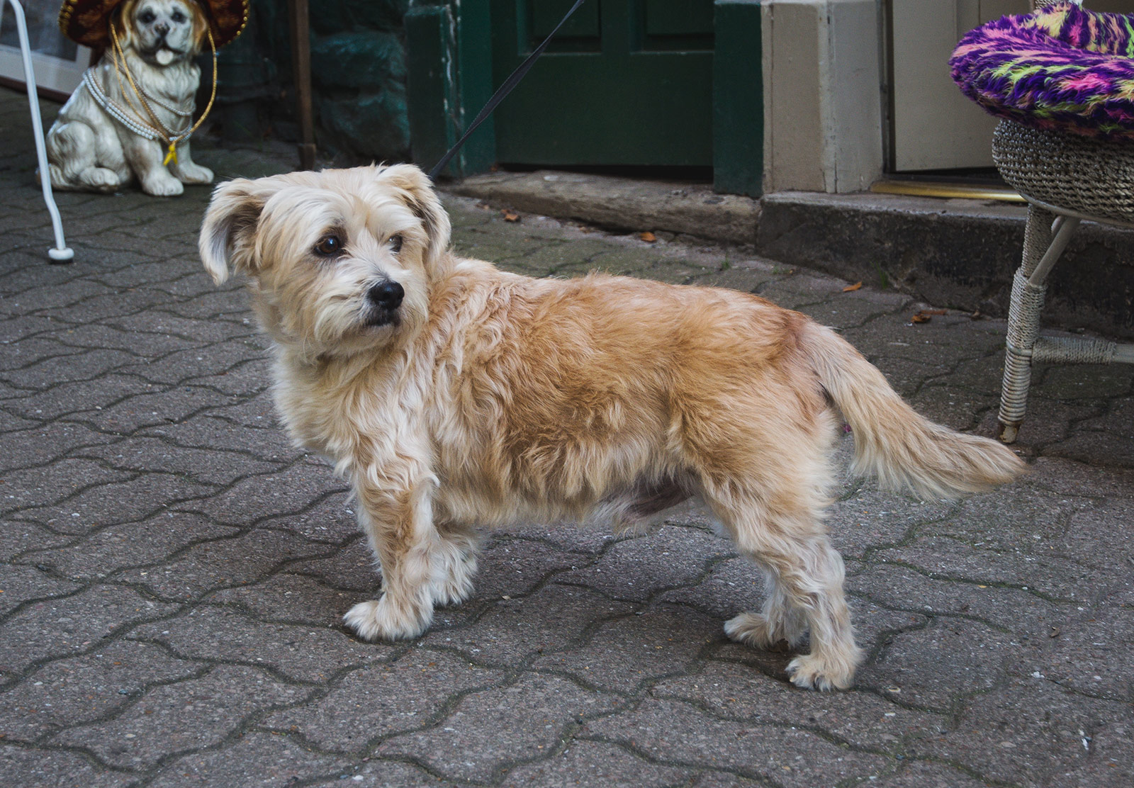 Fluffy dog