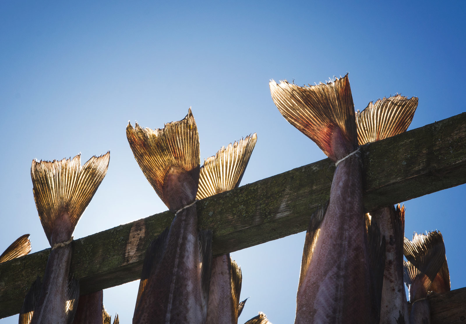 Fish tails in the sun
