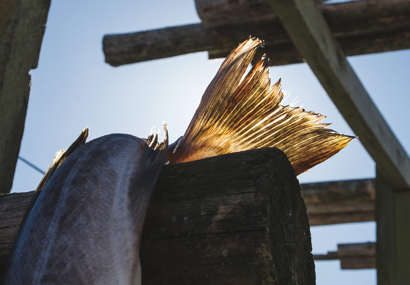 Cod tail in sun