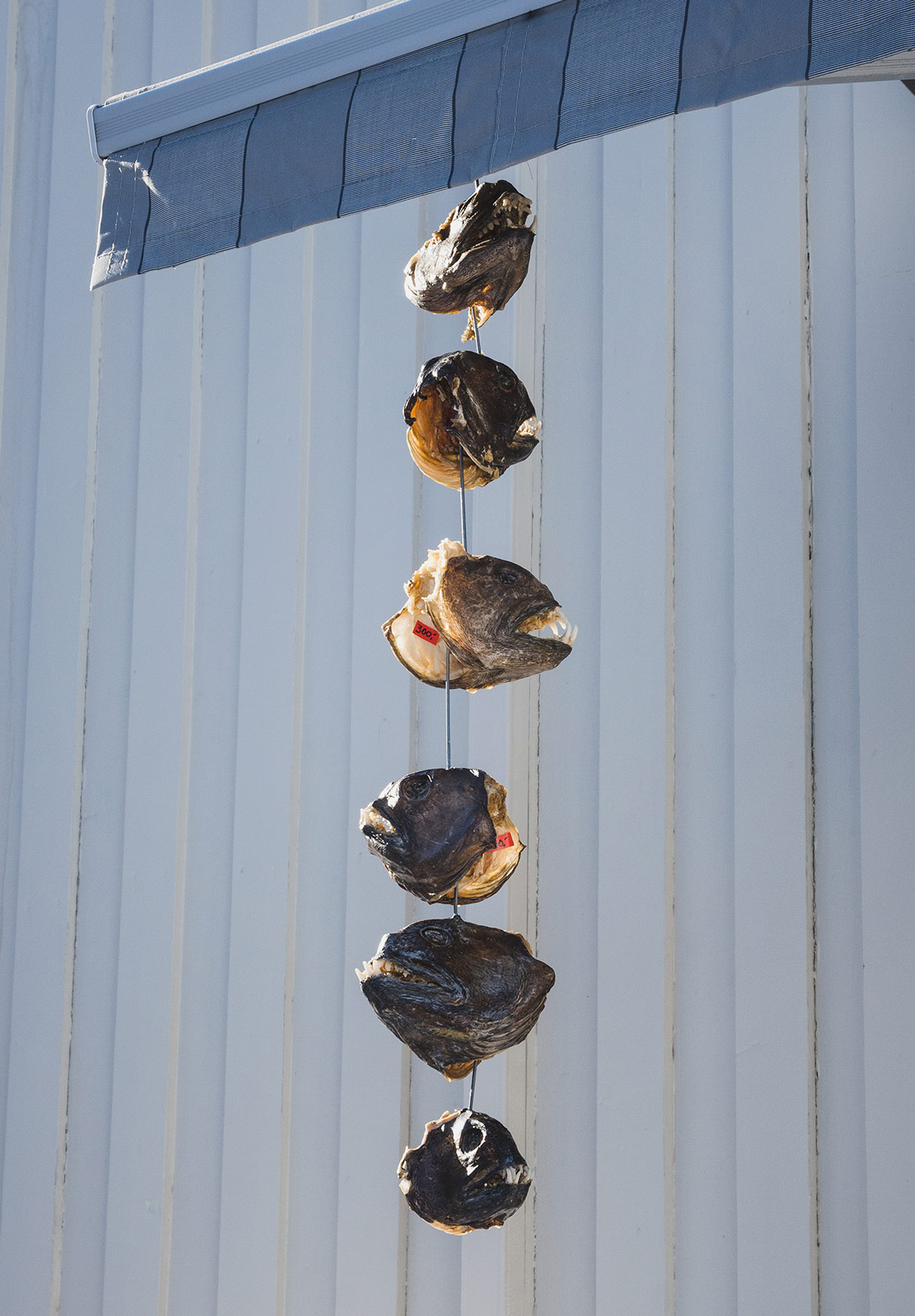 Cod heads on string