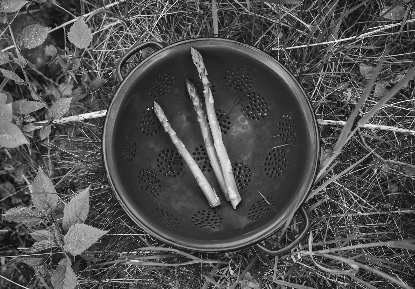 Asparagus in colander