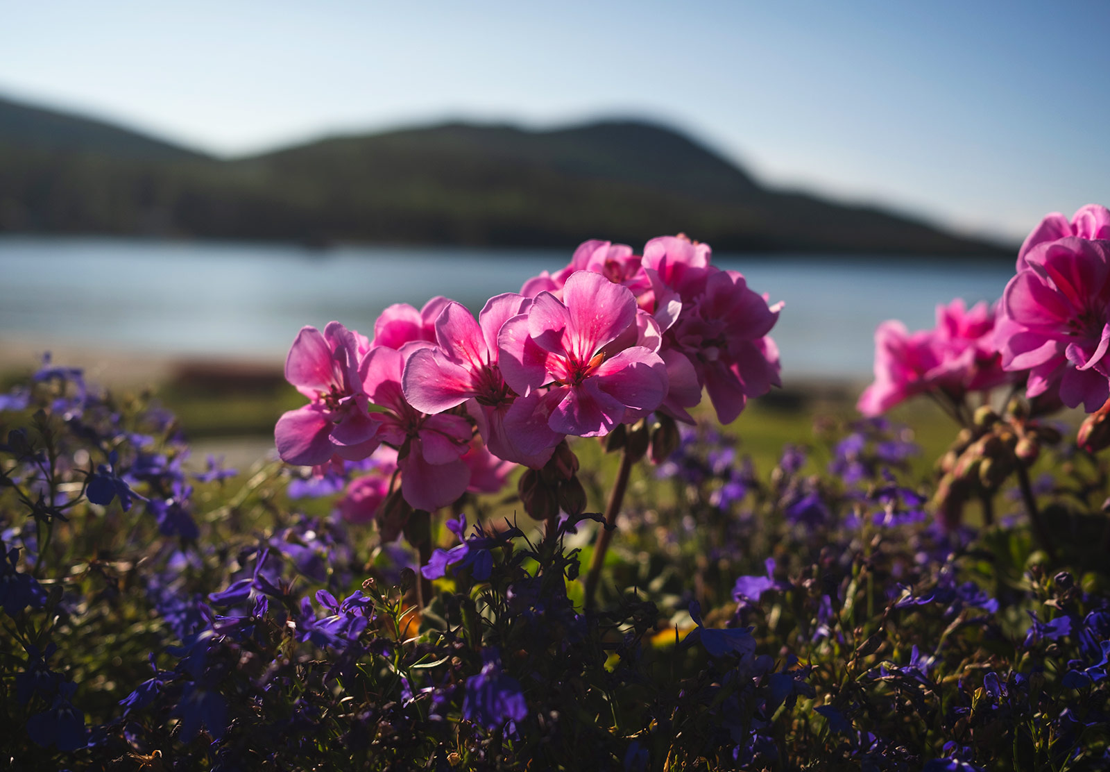 Pink geraniums