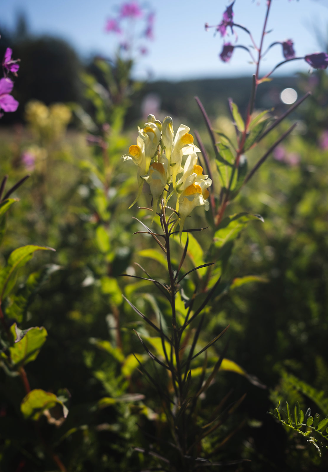 Yellow flowers