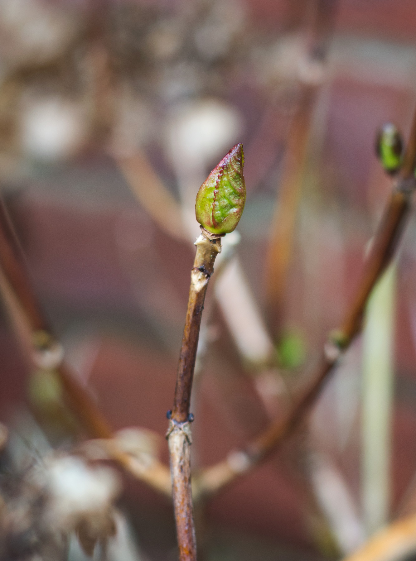 Green bud