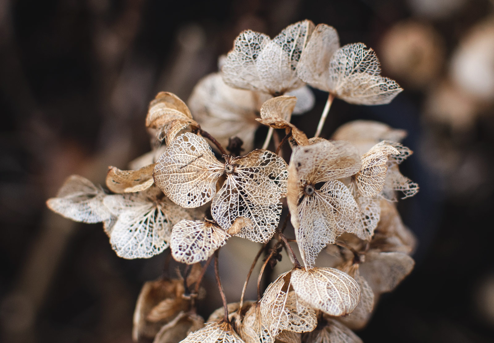 Dried hydrangea head