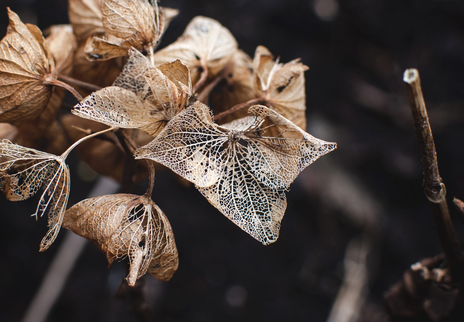 Closeup of decaying petals