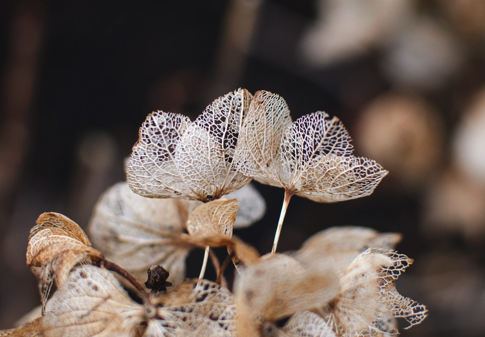 Faded petals with holes