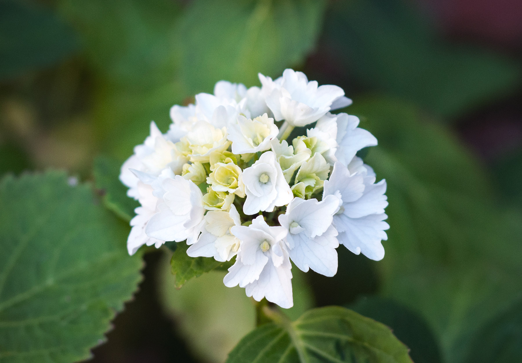 White hydrangea flowers
