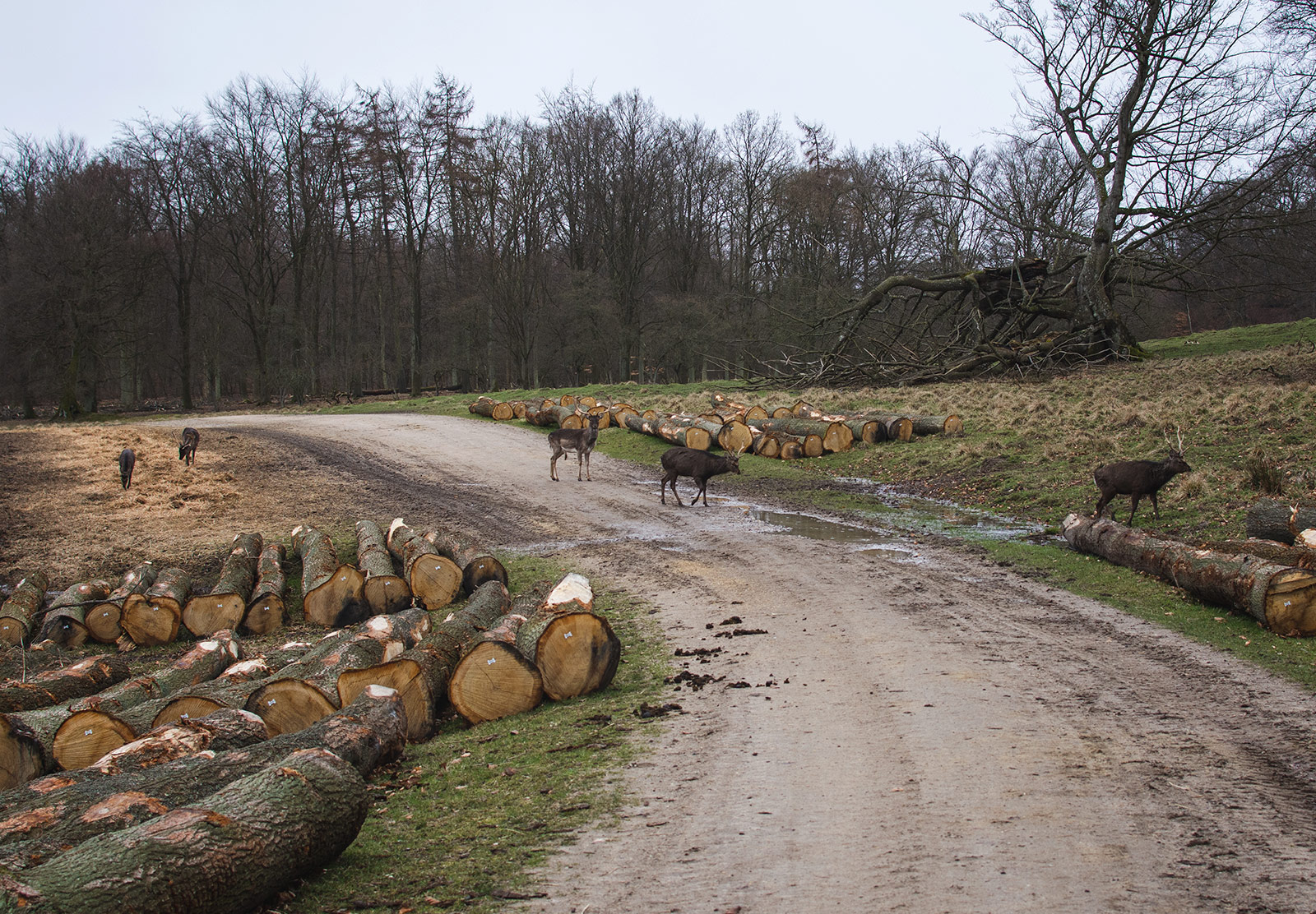 Deer crossing path
