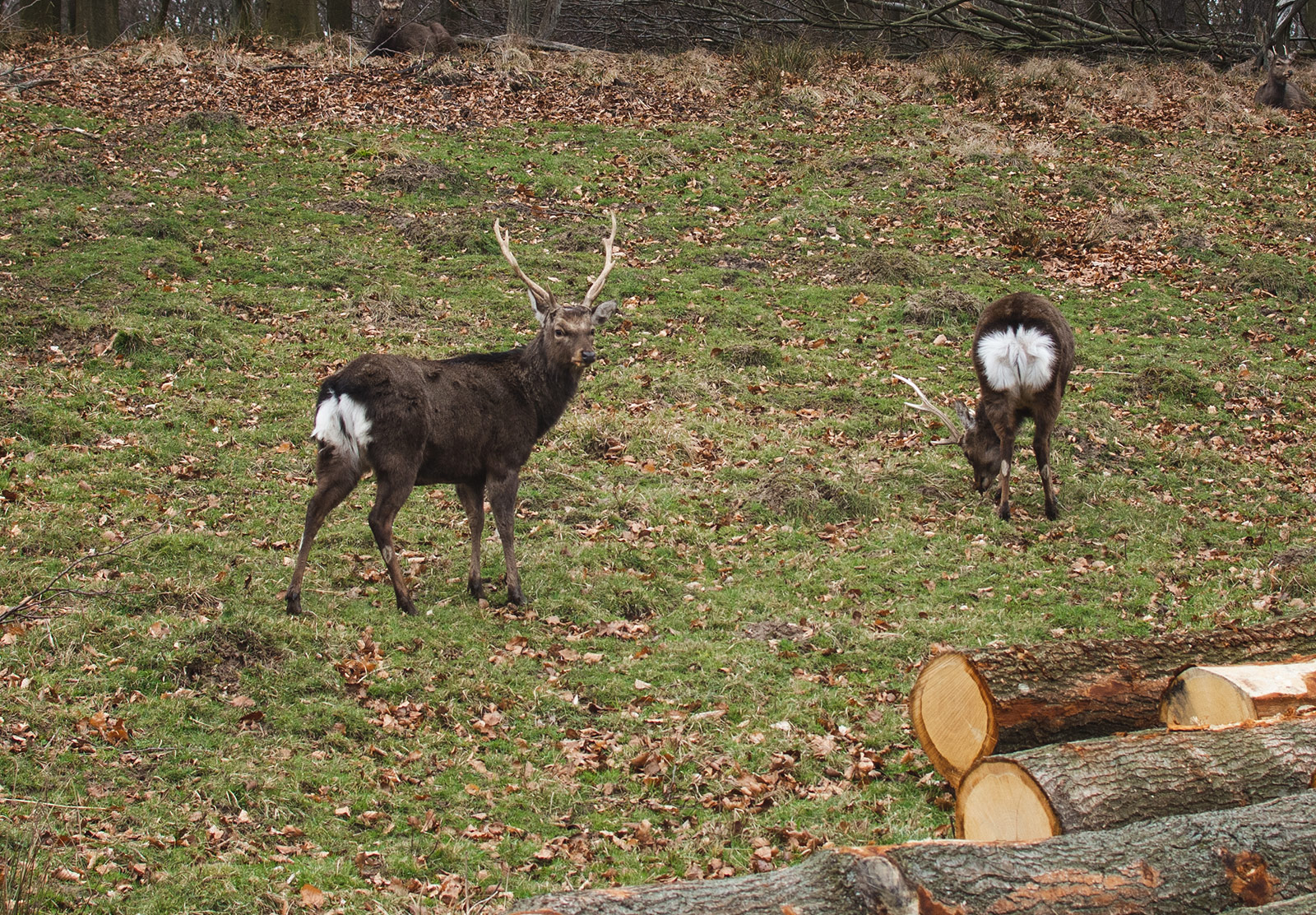 Deer on grass