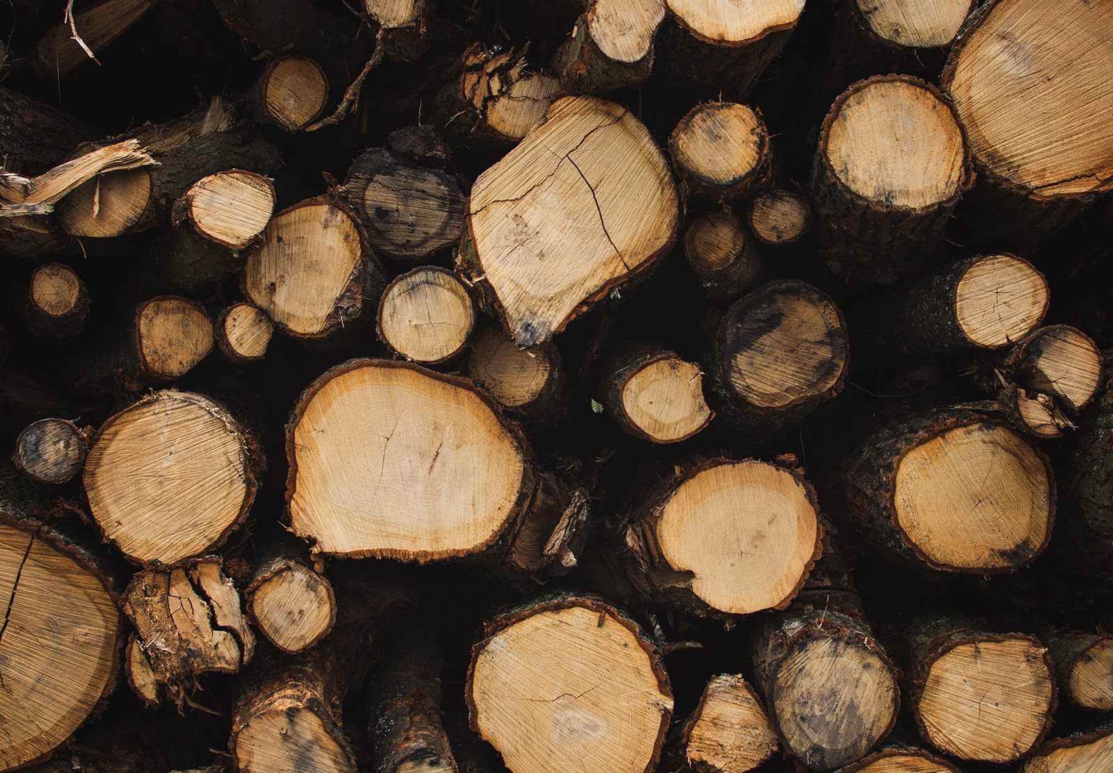 Cut tree stumps