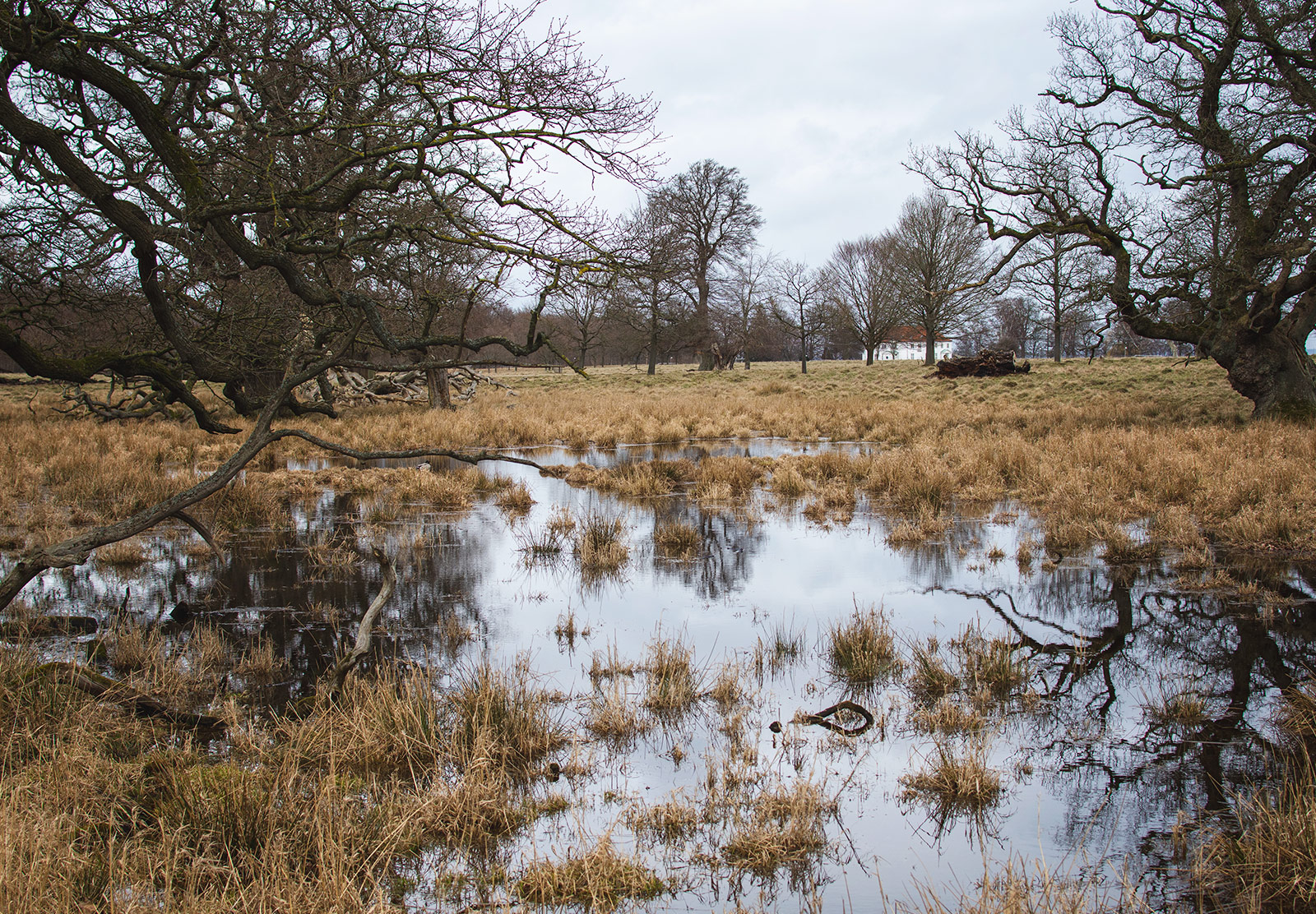Boggy ground