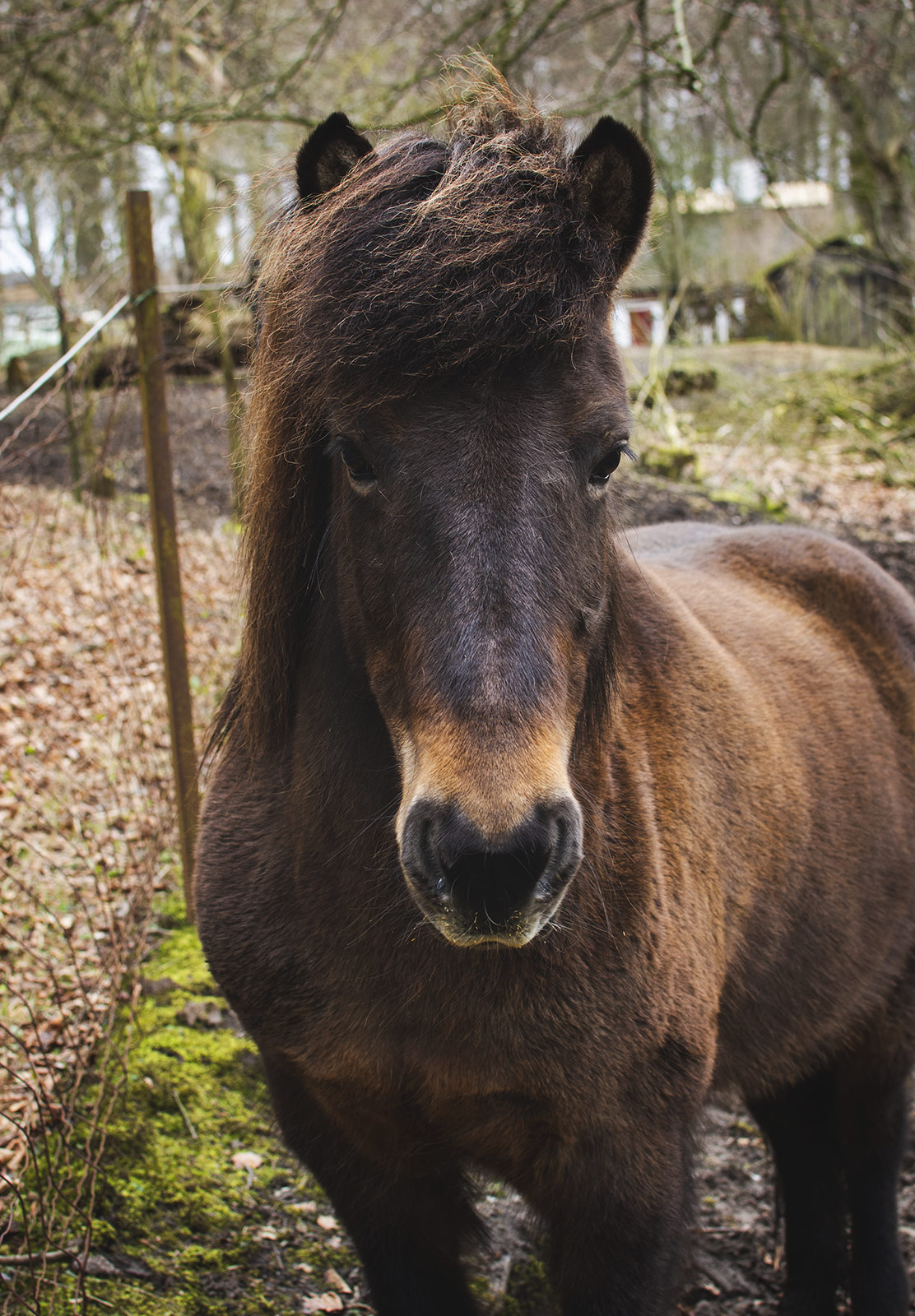 Brown horse