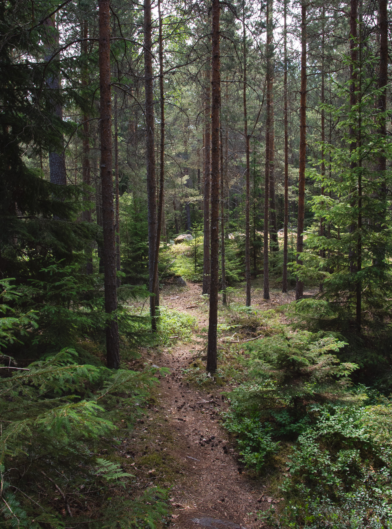 Tall trees