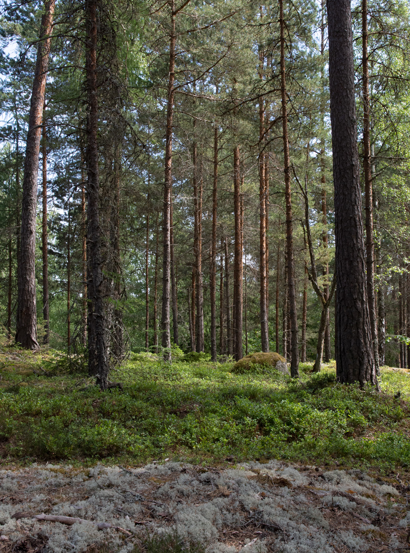 Moss and tress