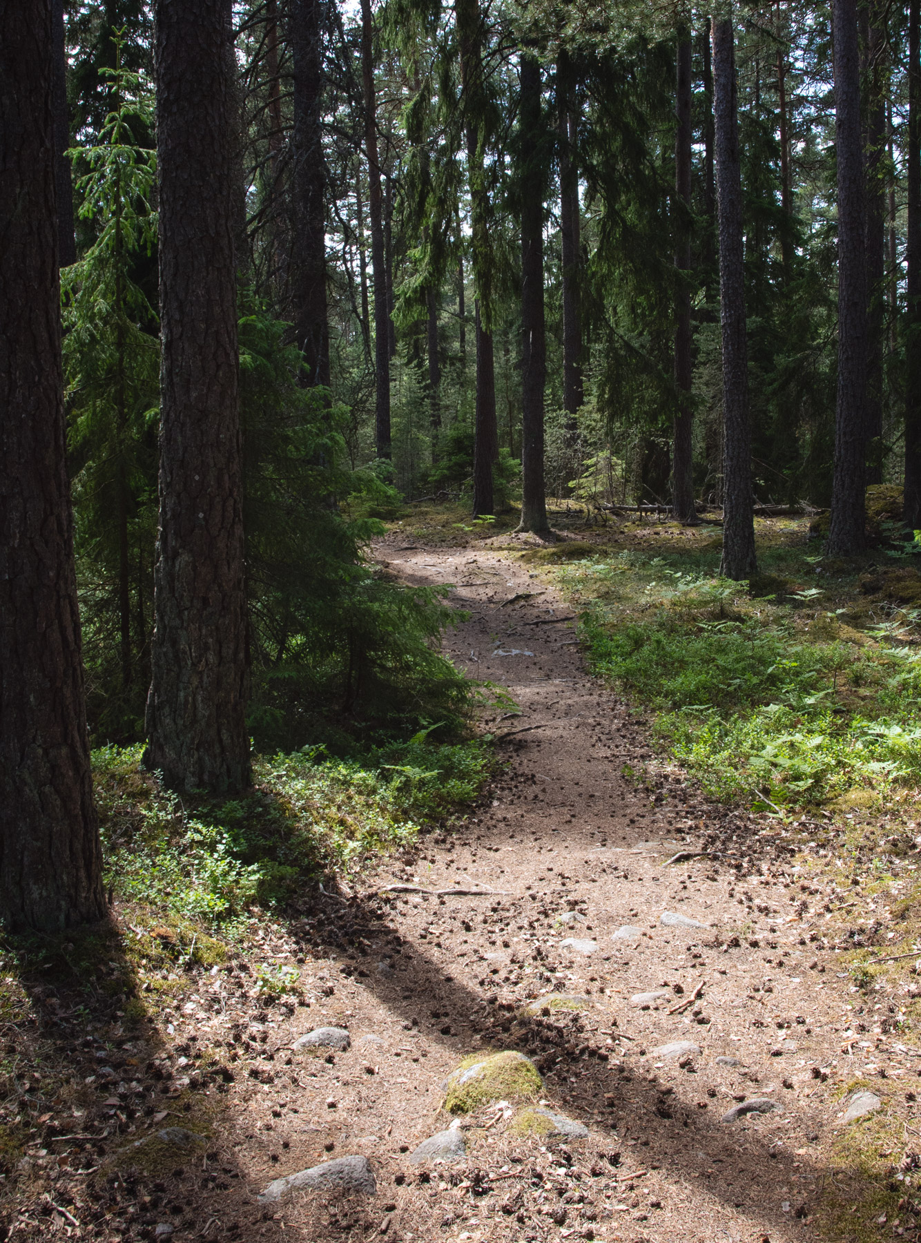Shady forest trail