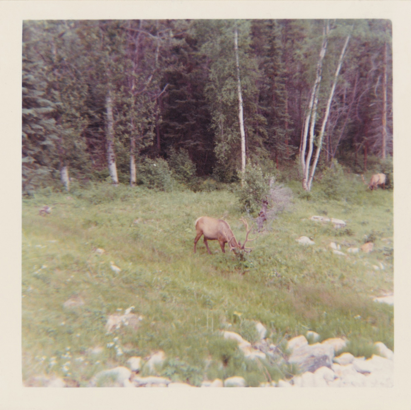 Elk feeding on grass