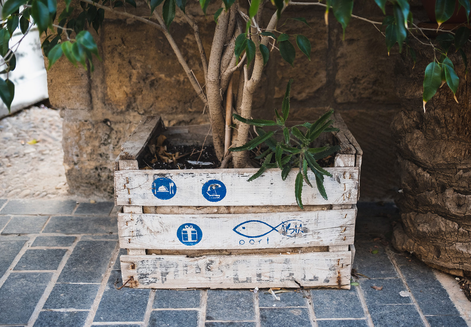 Tree in wooden crate