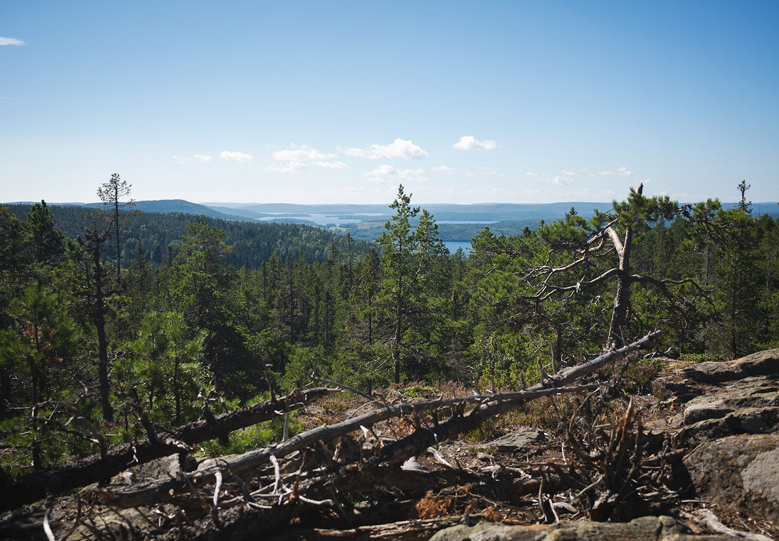 View over trees