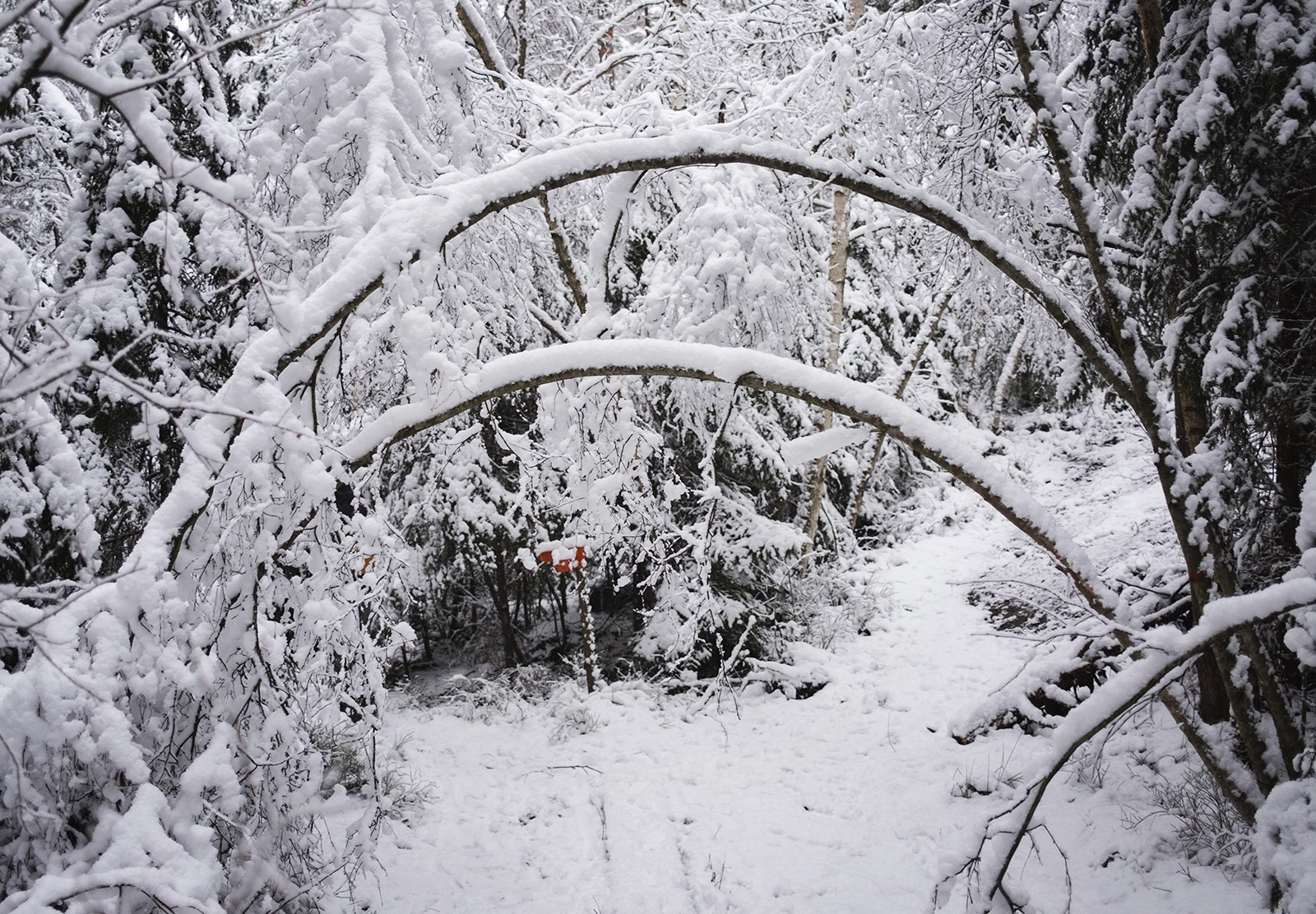 Snow covered branches