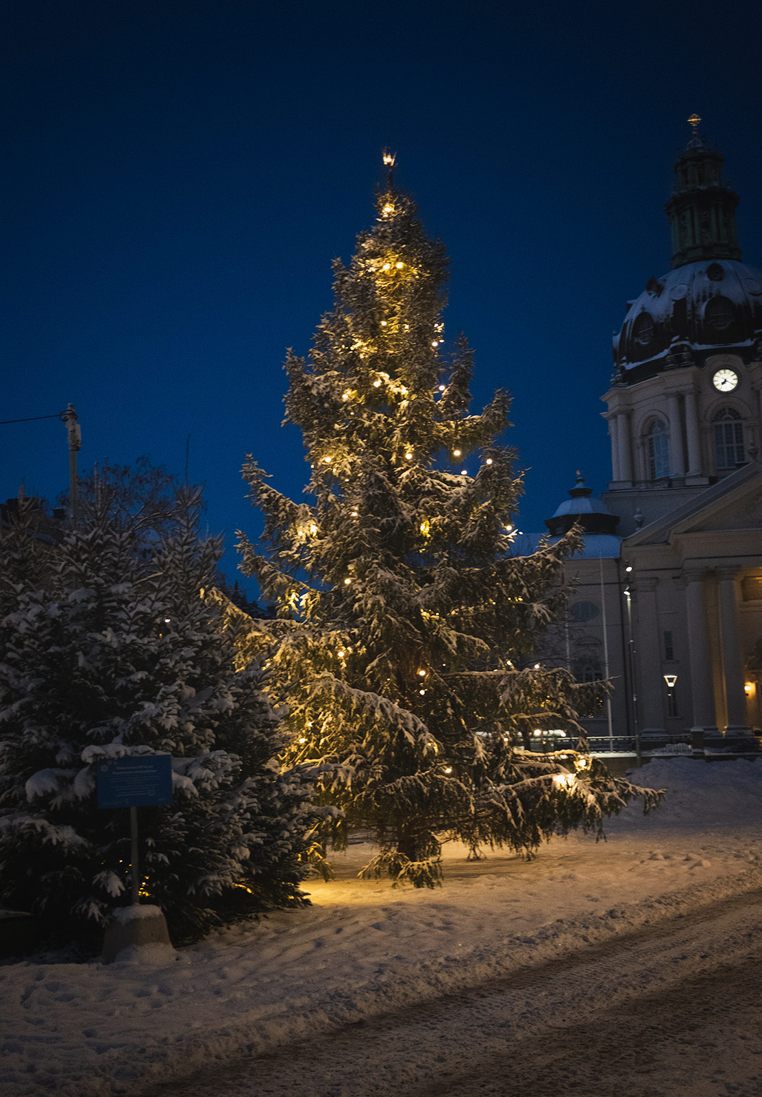 Christmas tree in the snow
