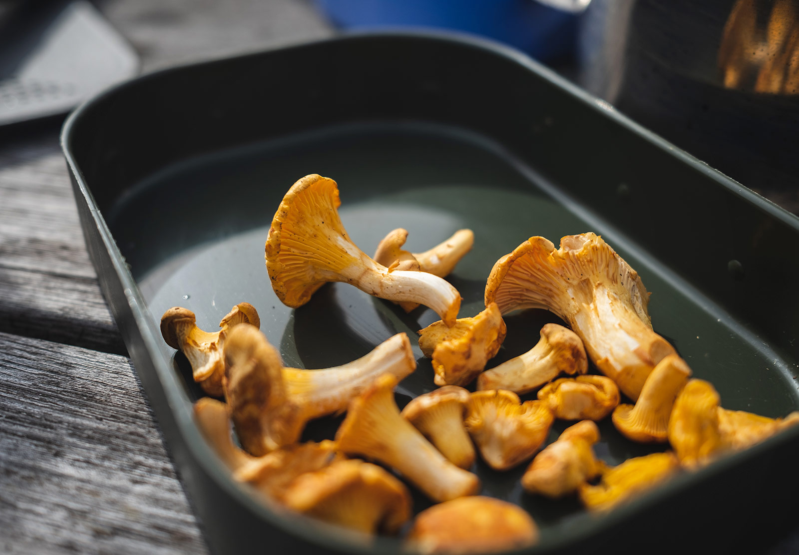 Mushroom in a box