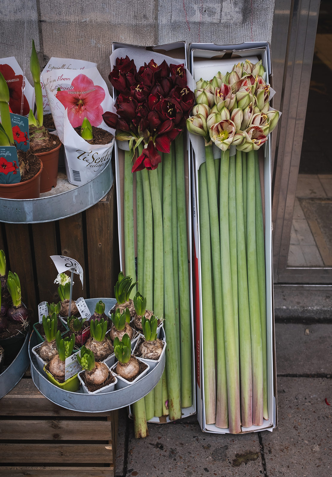 Tall flowers in boxes