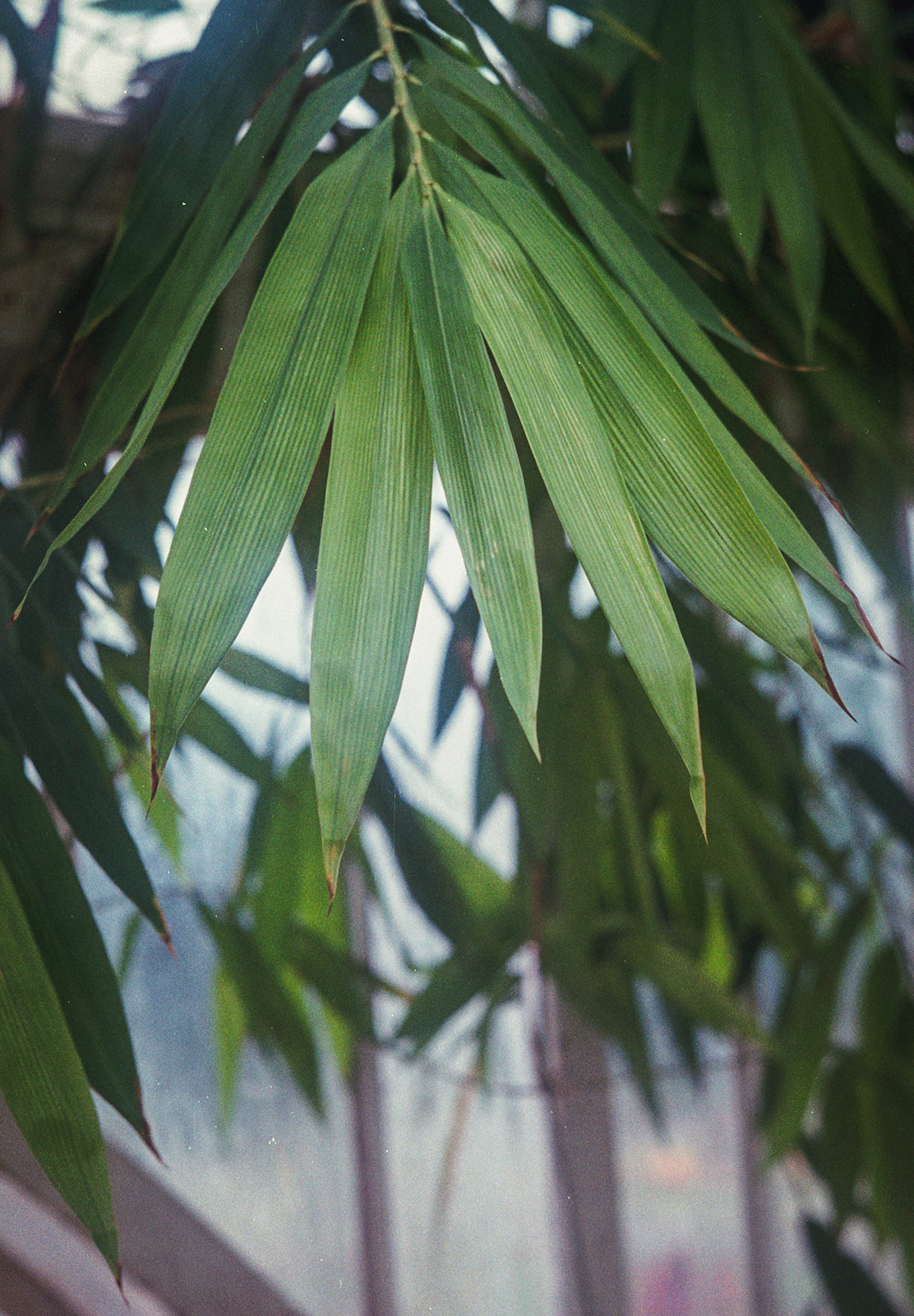 Green palm leaves