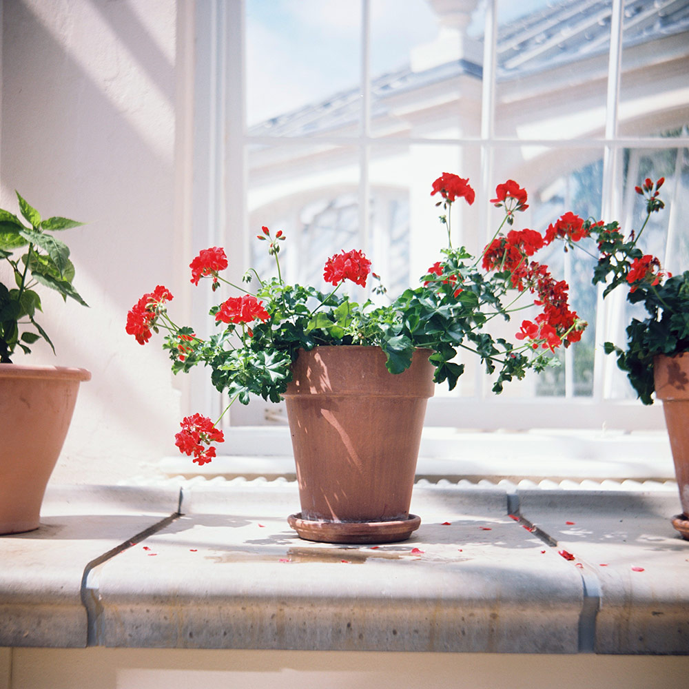 Red geraniums