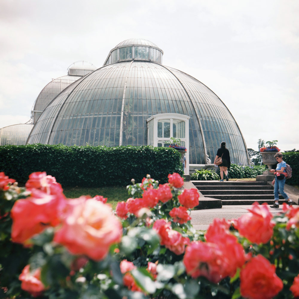 Glasshouse and pink flowers