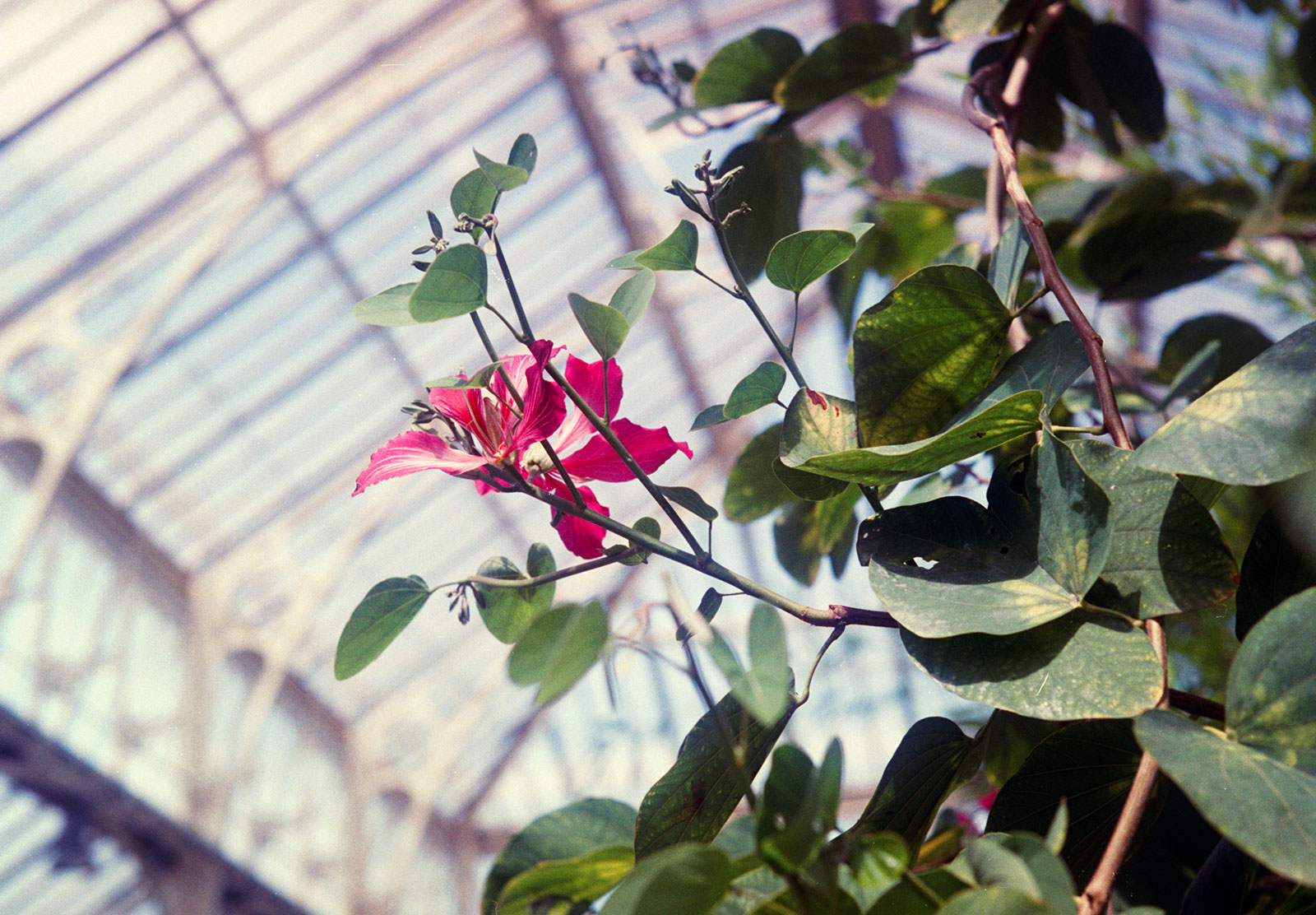 Pink flower