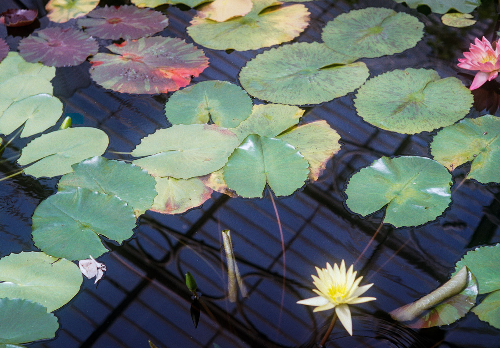Green waterlillies