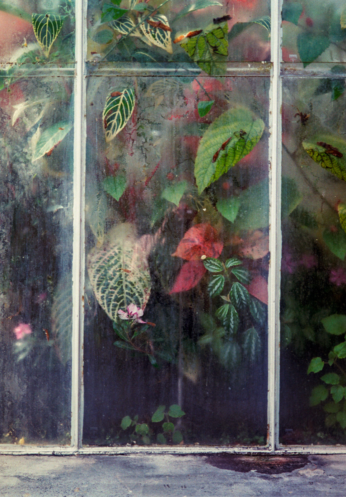 Green and red leaves against window