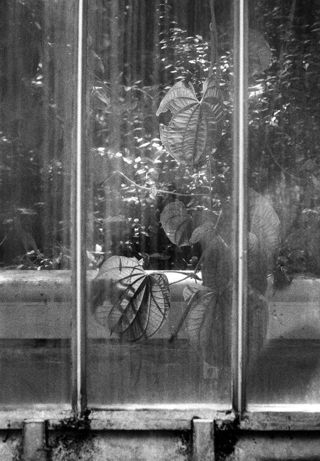 Leaves against window