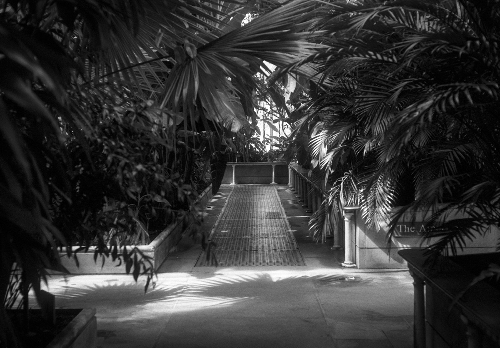 Palm silhouettes on floor