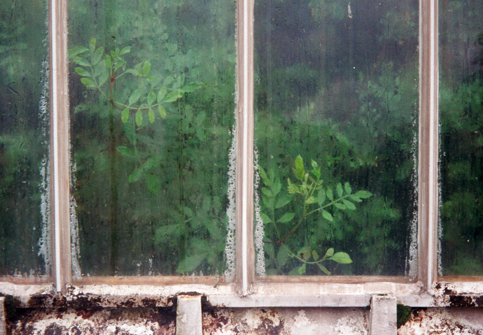 Leaves on steamy window