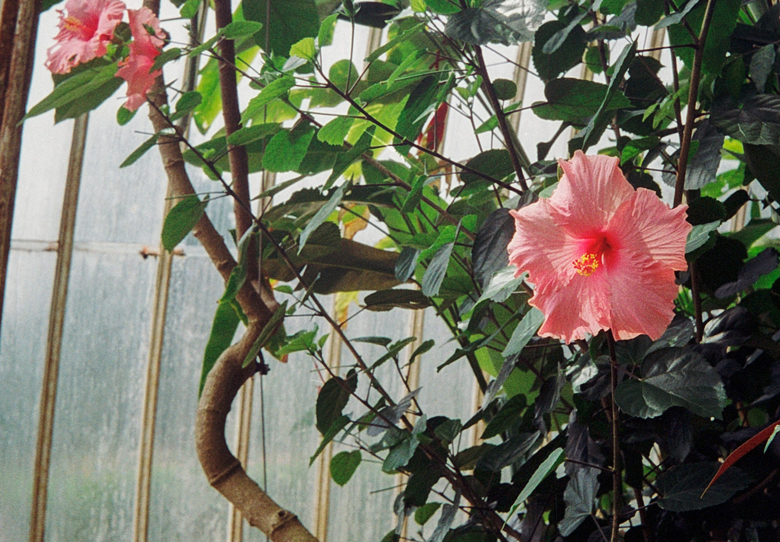 Pink Hibiscus flowers