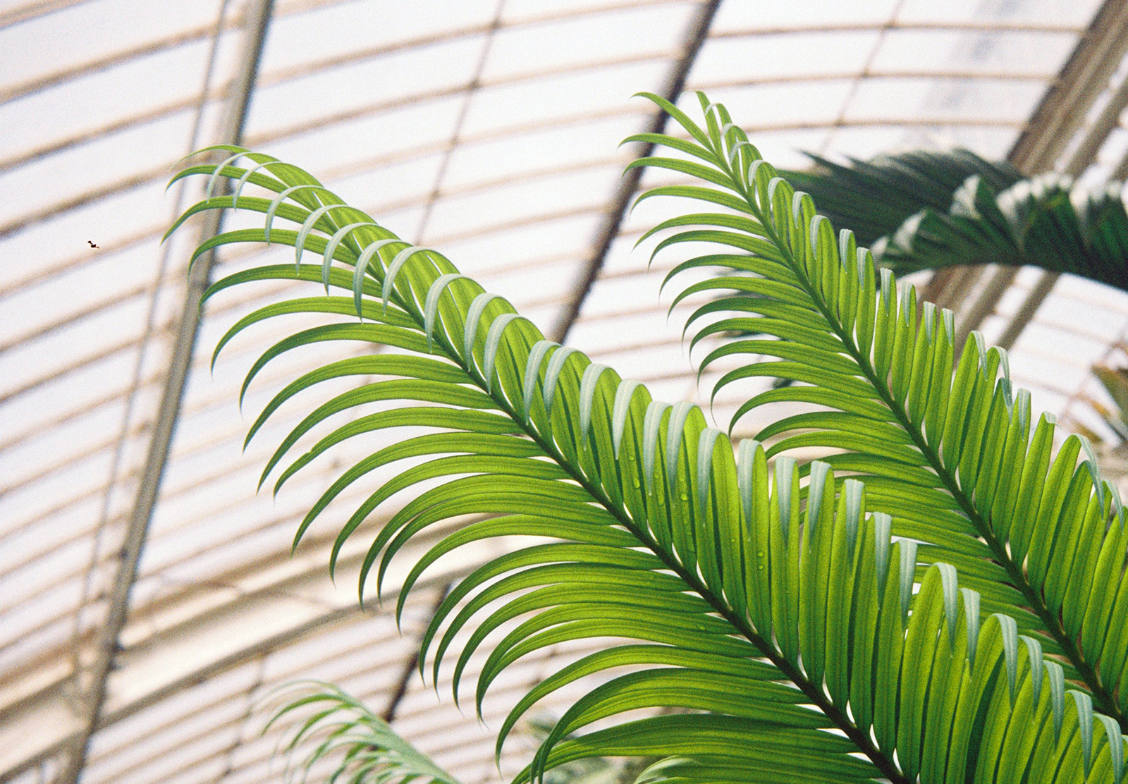 Green palm leaves