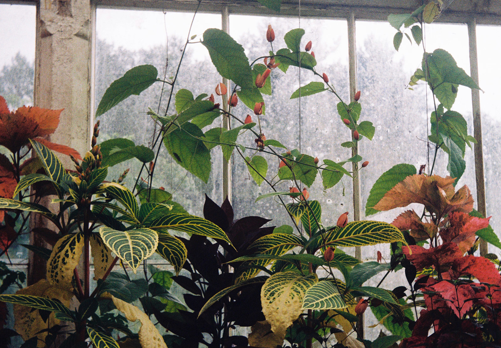 Climbing plants on window