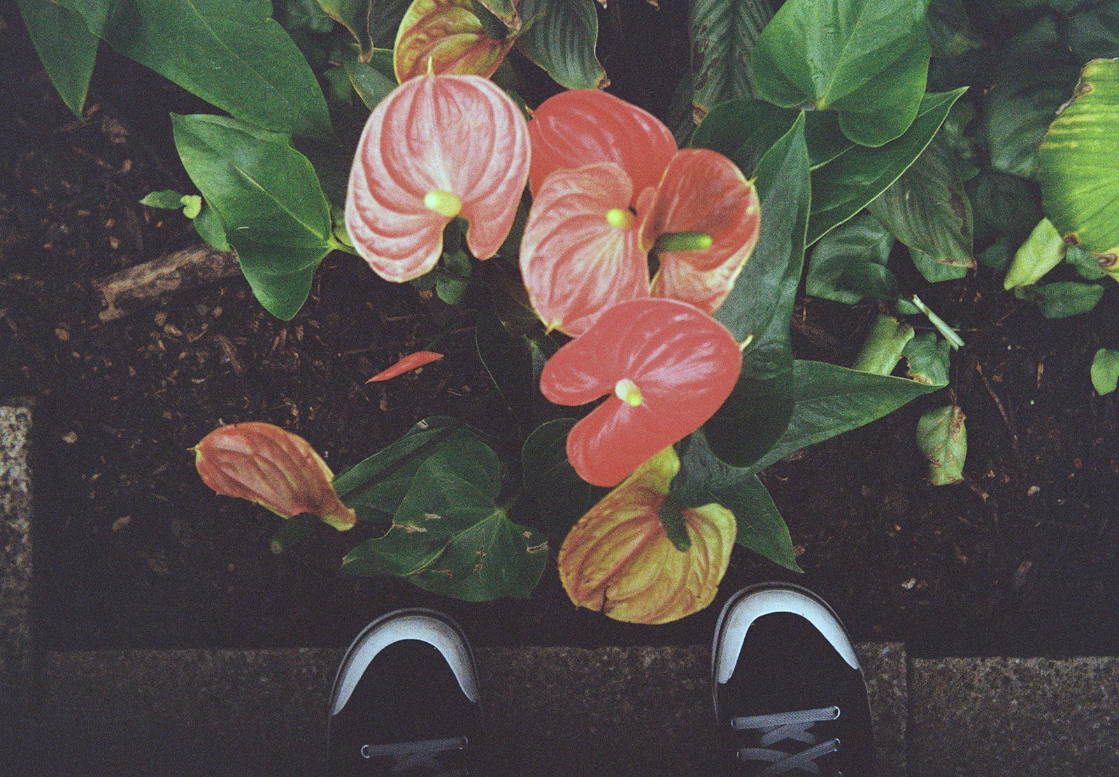 Exotic red flowers
