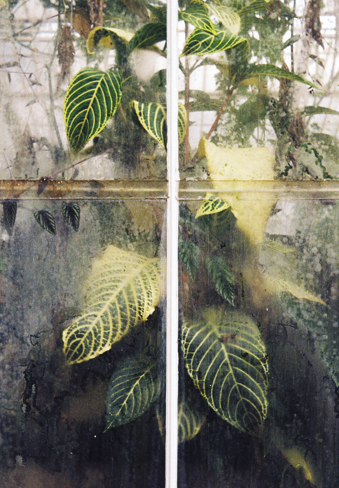 Green and yellow leaves