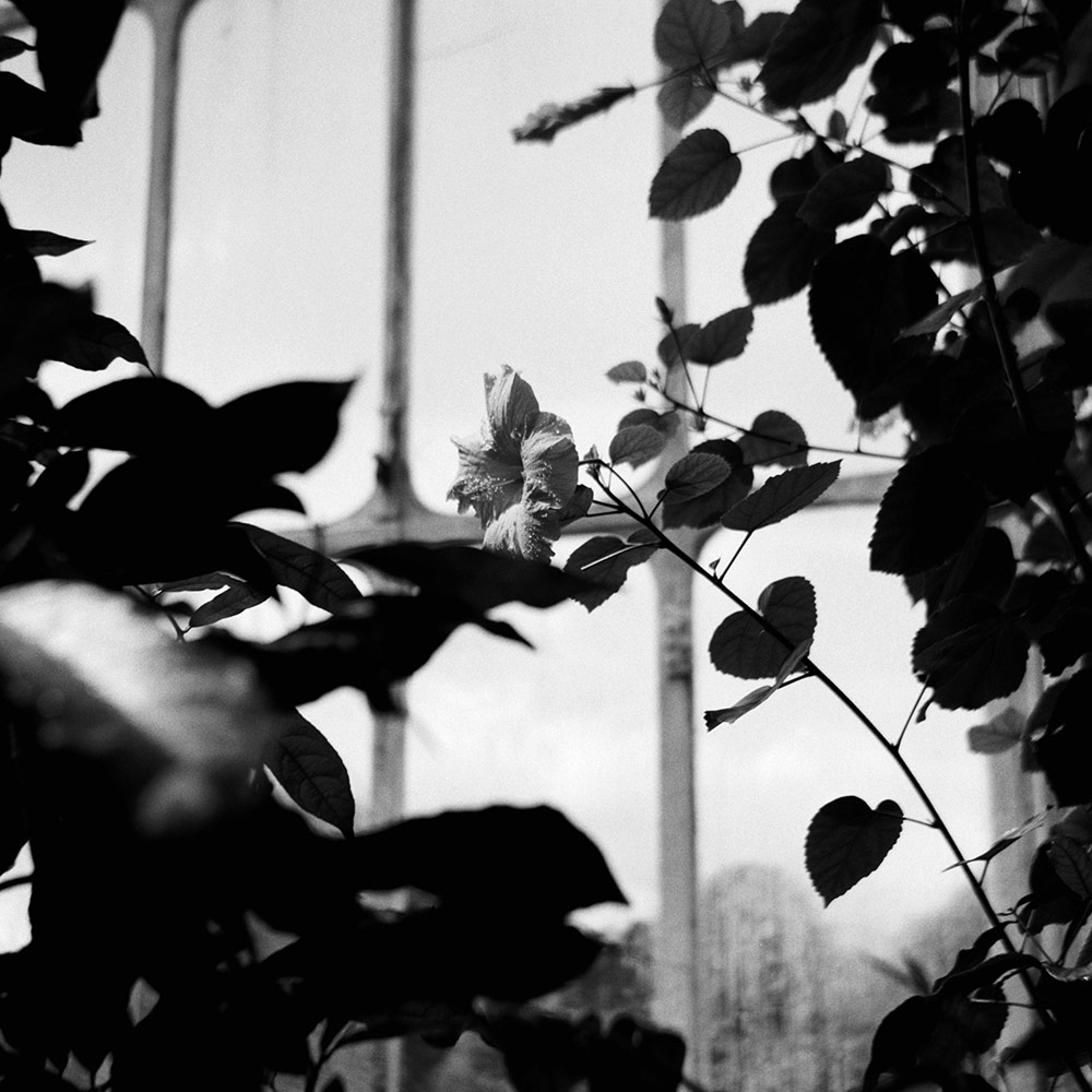 Flower in leaf silhouettes
