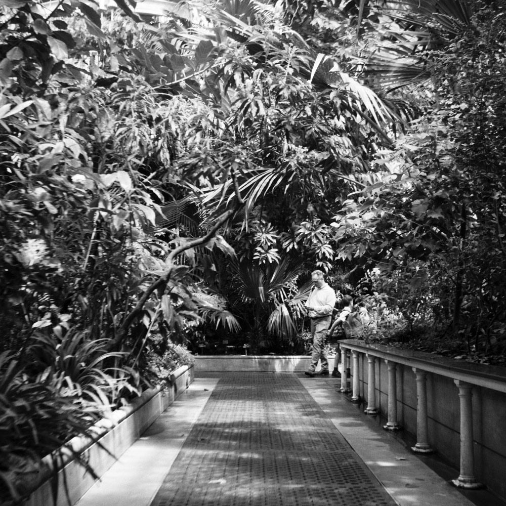 Man in palm walkway